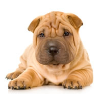 Sharpei - Sharpei
