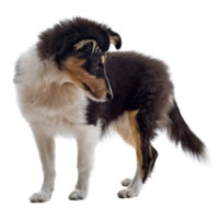 Sheltie - Sheltie