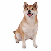 Shibainu - Shibainu