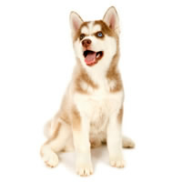 Siberian husky - Husky sib�rien