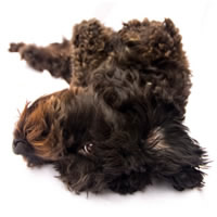 spanish waterdog - Chien d'eau espagnol