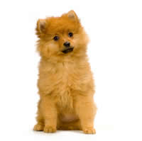 Spitz - Spitz