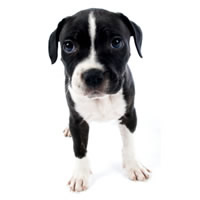 Staffordshire bull terrier - Bull terrier