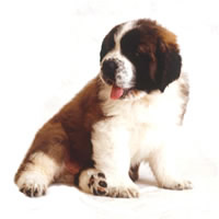 St-Bernard - St-Bernard