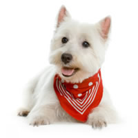 Westie - Westie