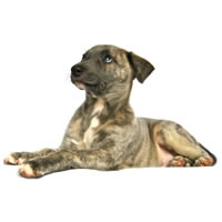 Whippet - Whippet