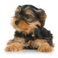 Yorkshire terrier - Yorkshire
