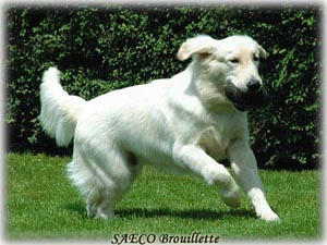 Section photo de notre site de pension pour chien on voit ici Saeco
