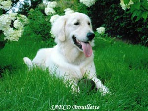 Section photo de notre site de pension pour chien
