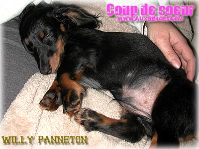 Willy Panneton un sympatique Teckel de 3 mois